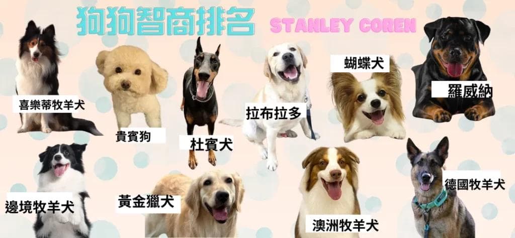 狗狗智商排名：从边境牧羊犬到西施犬