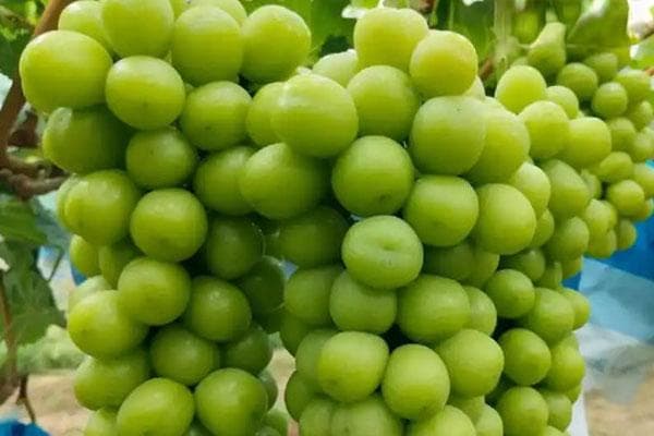2025年10大暴利种植的果树