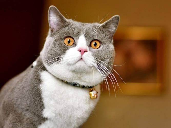 猫罐头挑选要注意！猫咪吃罐头后变挑食了？安全主食罐推荐