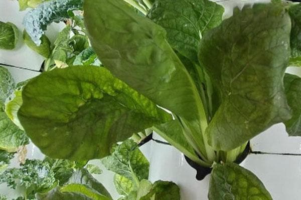 水培蔬菜怎么种植？