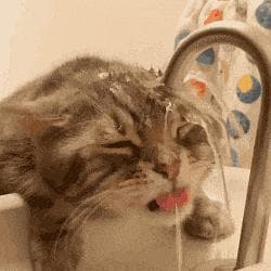 猫咪养着养着就变了色？可能是这些原因导致的！