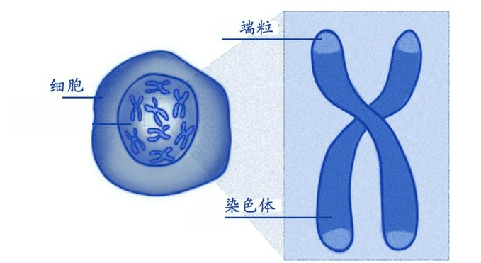 哈佛医学院研究表明：提高“长寿蛋白”活性可改善肝损伤