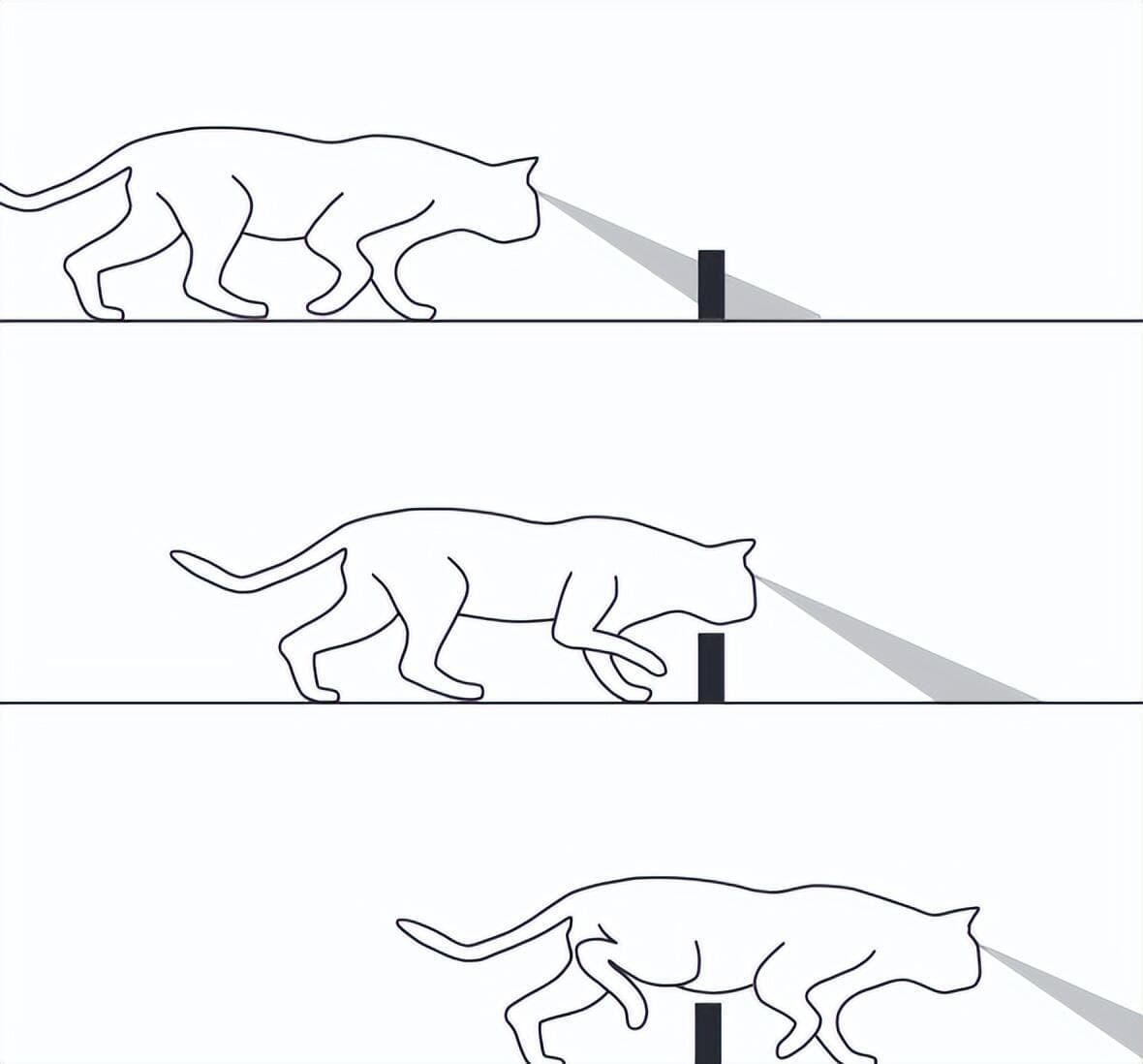 为啥猫咪总在我身上踩来踩去？是故意的吗？