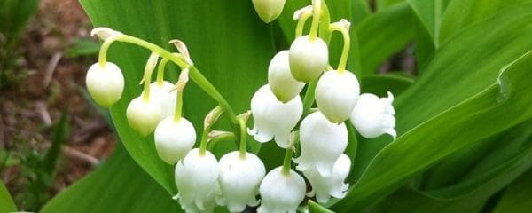 铃兰花怎么种植以及养护（种植方法与生长过程）