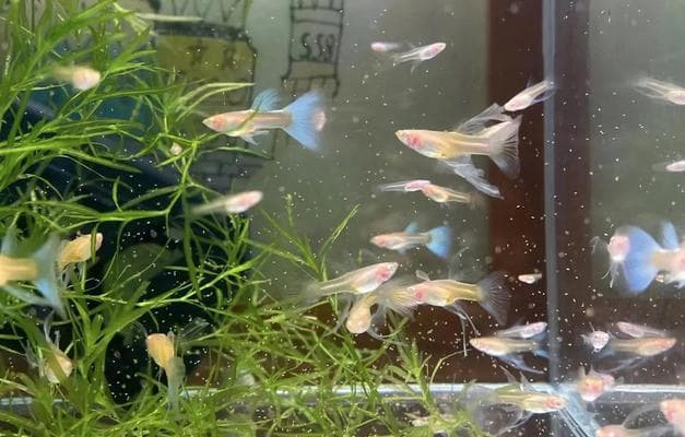 孔雀鱼苗开灯时间过长会怎样？