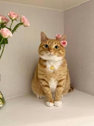 小野猫害怕人类如何相处