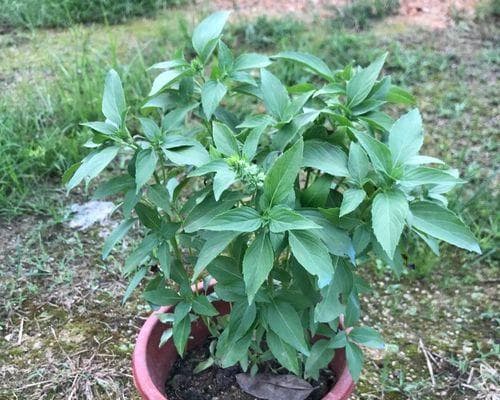 九层塔——一种多年生草本植物（了解九层塔的生长习性和栽培技巧）
