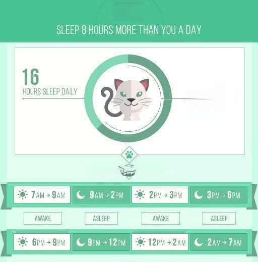 猫咪每天睡这么久，TA真的睡得着么？