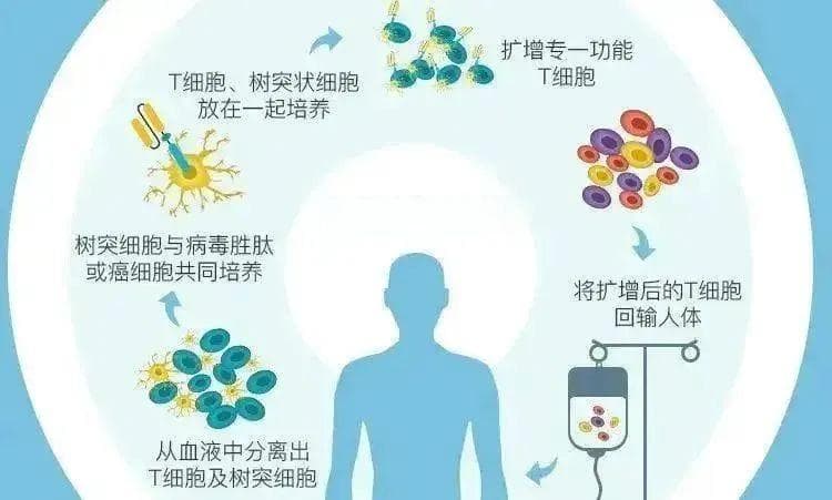 带你一文读懂免疫细胞！