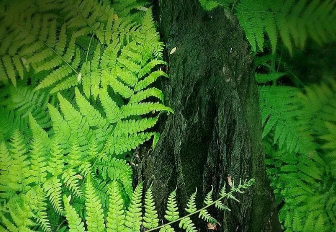 植物墙让庭院“上天”：南方城市绿化新趋势