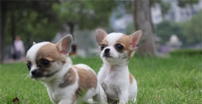 吉娃娃犬的外貌特征：从体型到毛色的全方位解析