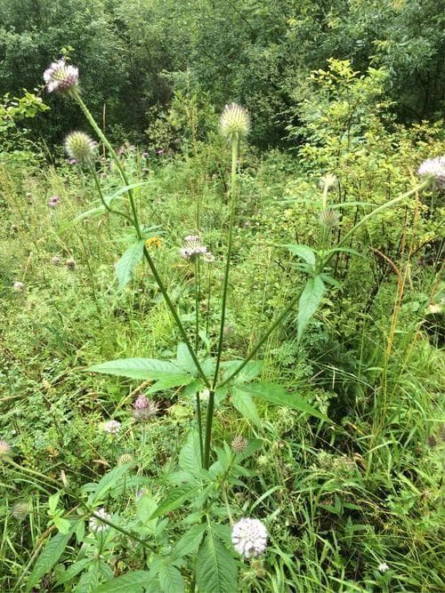 川续断是一种什么样的植物？