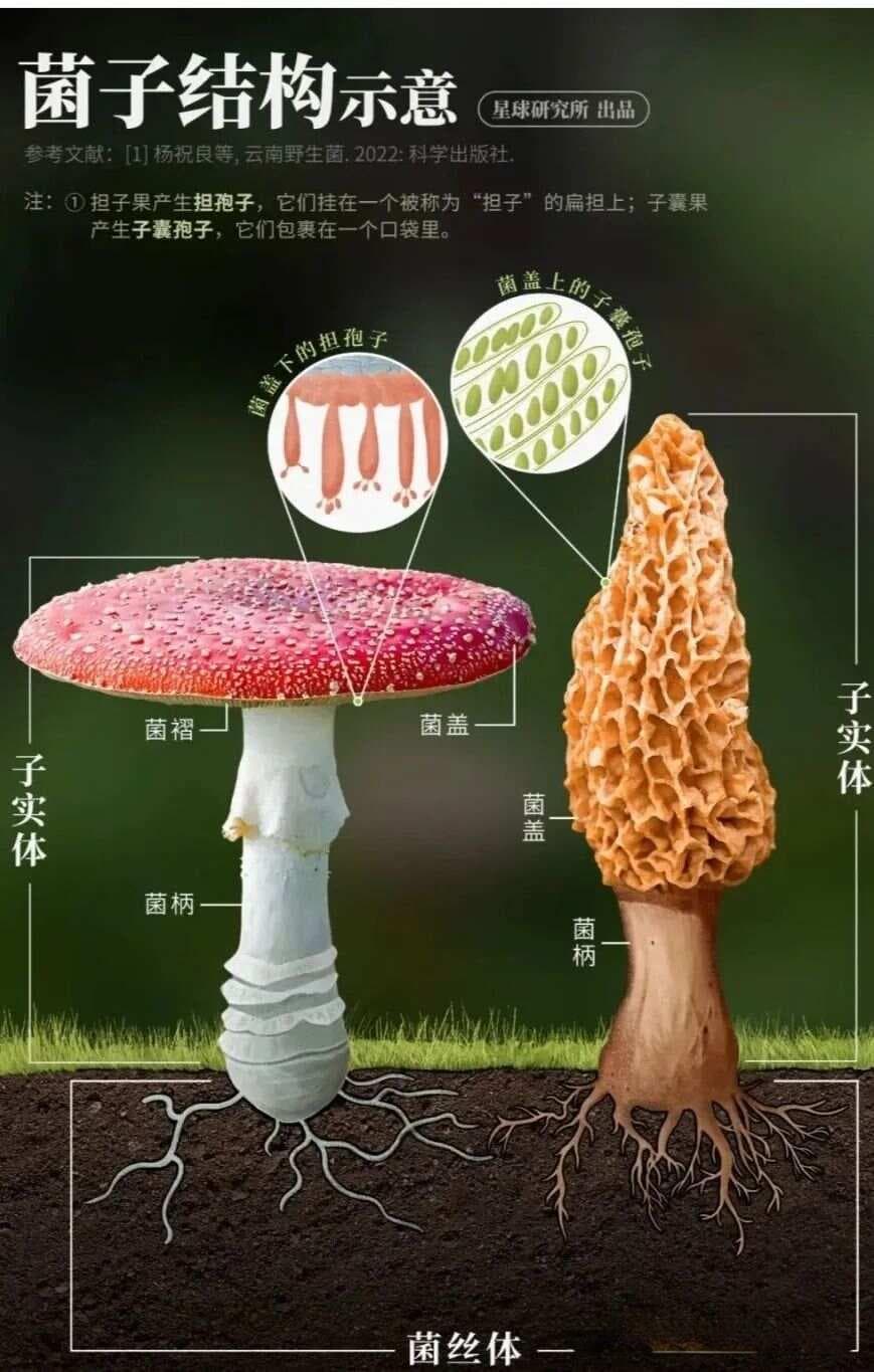 一文认识30种菌菇（包括烹饪方式&时间和营养）