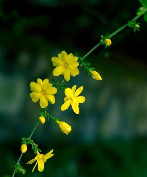 春天的使者：迎春花的花语、传说与文化内涵