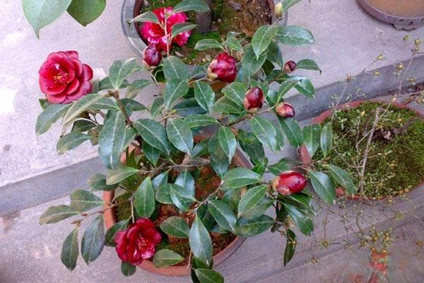 山茶花养殖方法和注意事项