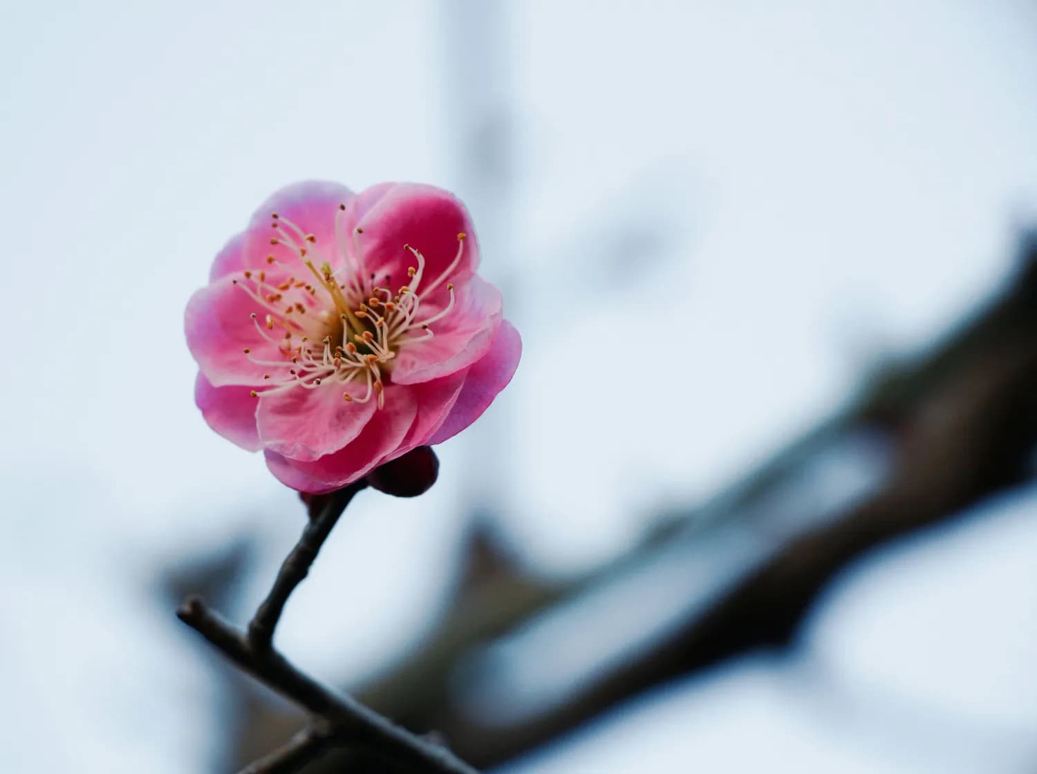 梅花易数：从宋代占卜术到现代人的生活指南