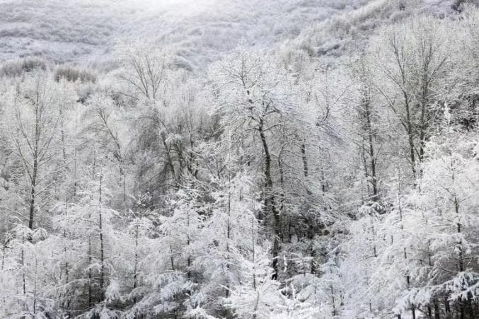 雪落陇南千坝草原：2100米之上，冬日童话世界