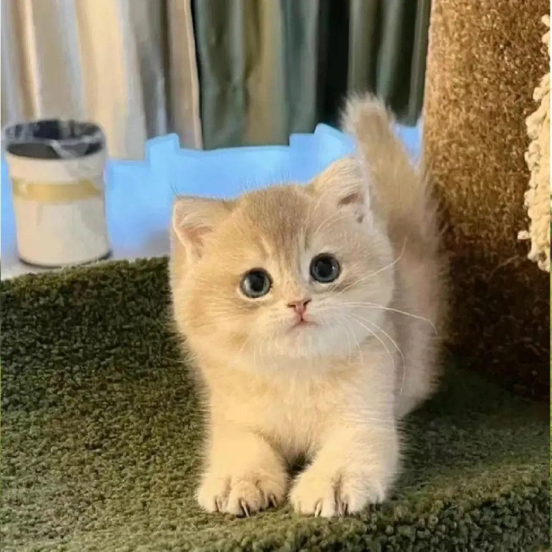 网购宠物猫患瘟疫致死，法院判卖家退款并赔偿