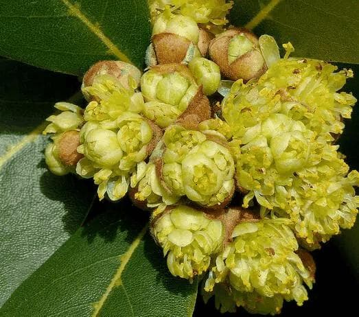 类固醇：结构、功能与滥用风险