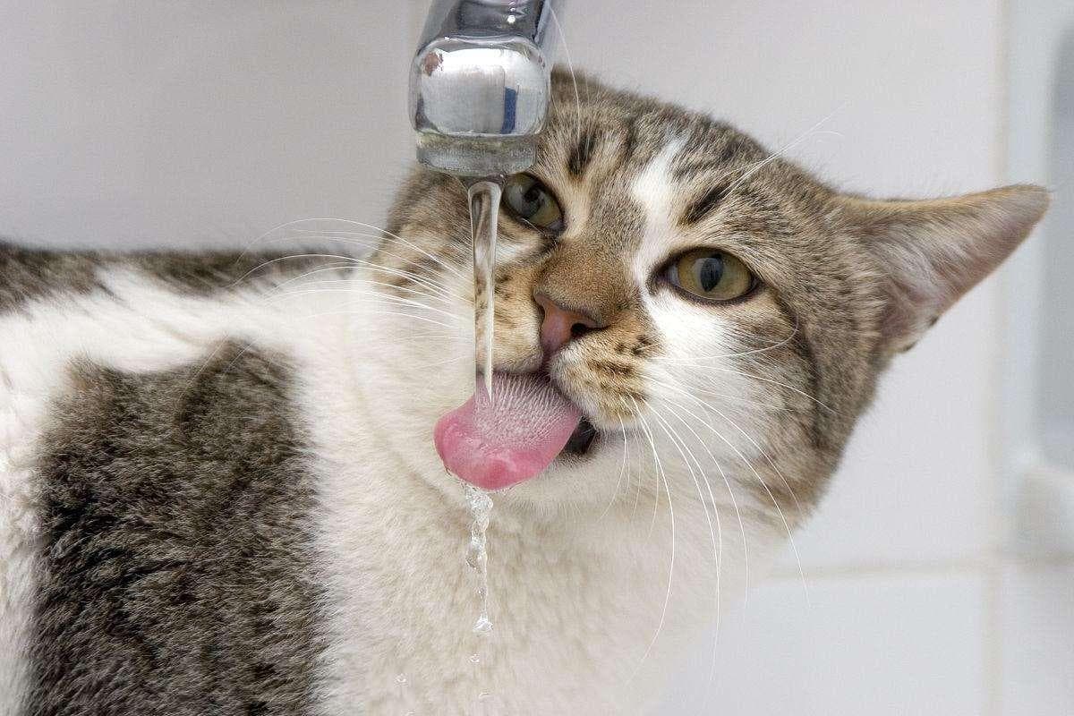 猫糖尿病：症状、原因、诊断与治疗全解析