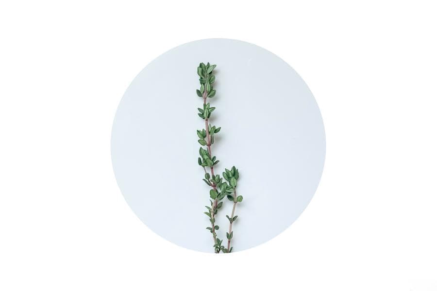 百里香 Thyme