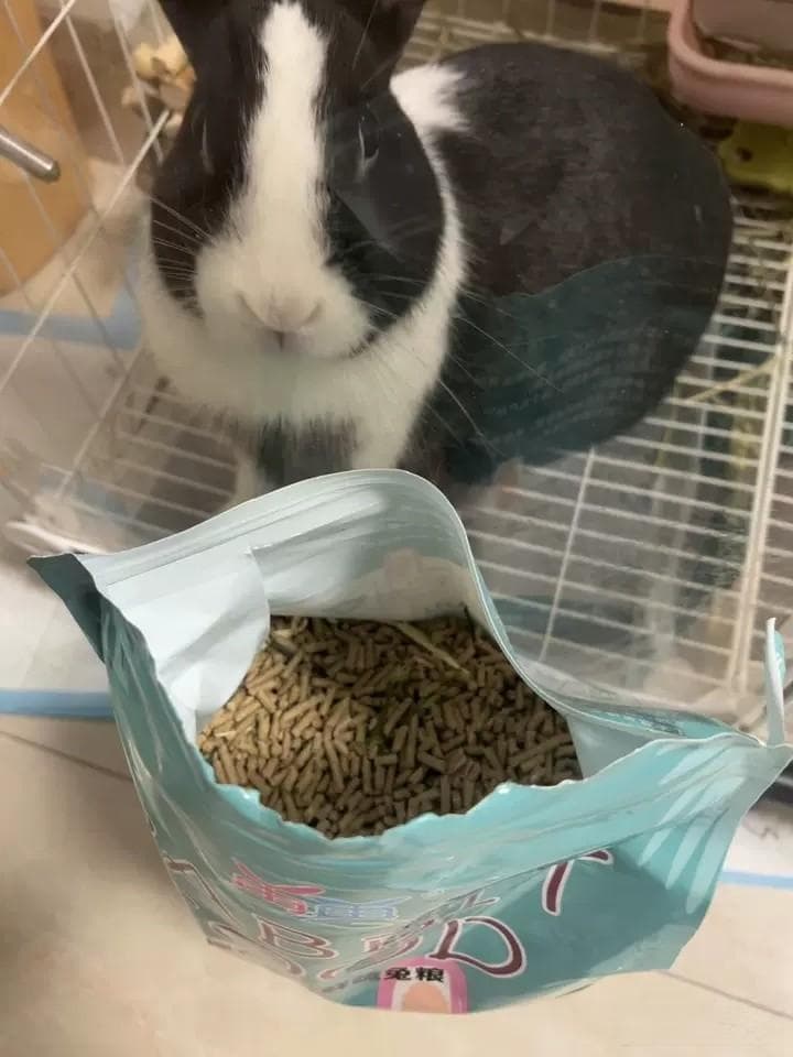 养短毛兔必看！新手也能变专家