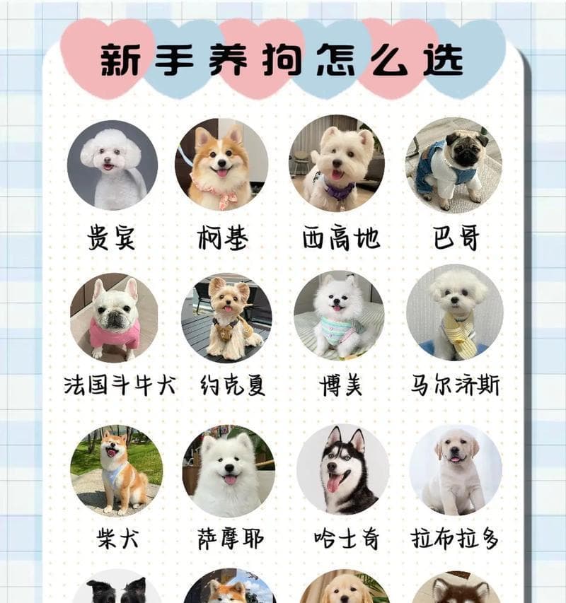 如何挑选一只“好狗”（选择优质狗狗，从这六个方面下手）