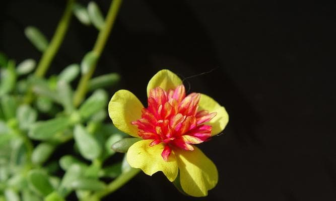 午时花怎么种植方法（有关午时花栽培技术要点）