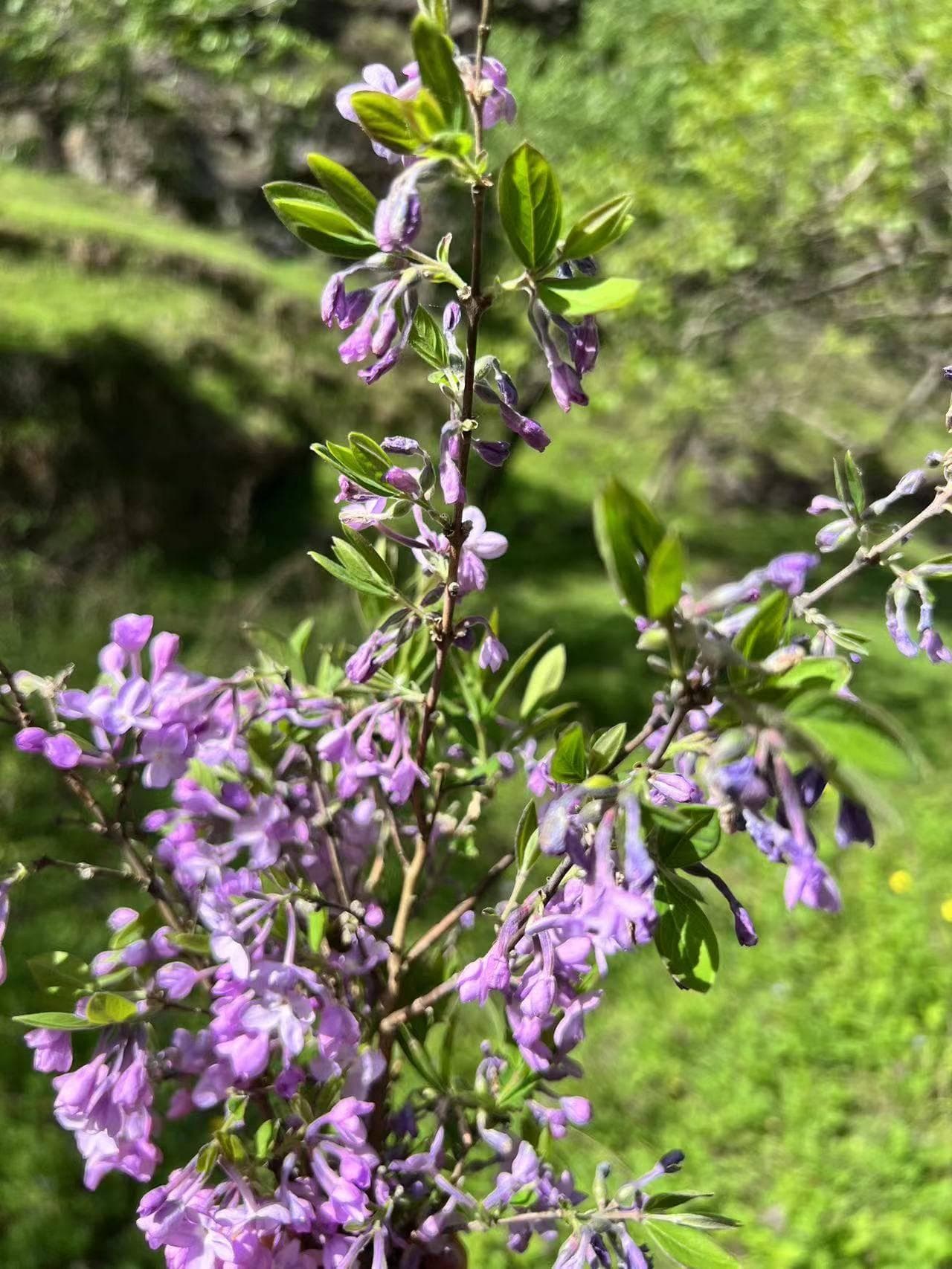 蜂王浆能清血管吗?蜂王浆可以软化血管吗?对心脑血管有帮助吗？