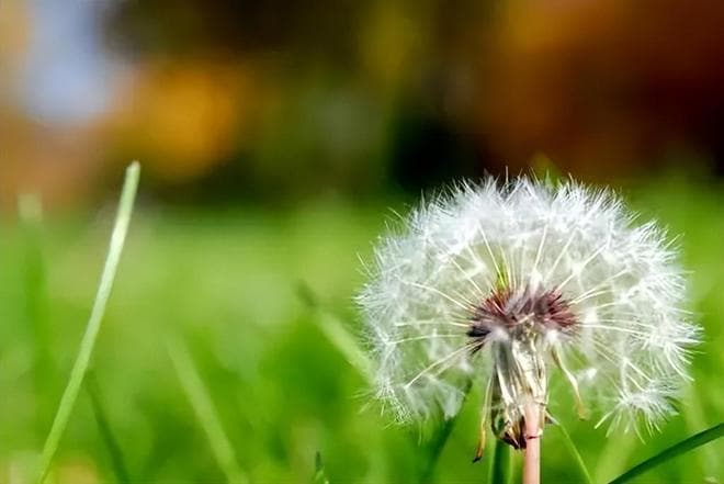 研究发现：蒲公英可在48小时内杀死98%的癌细胞，科学还是谣言？