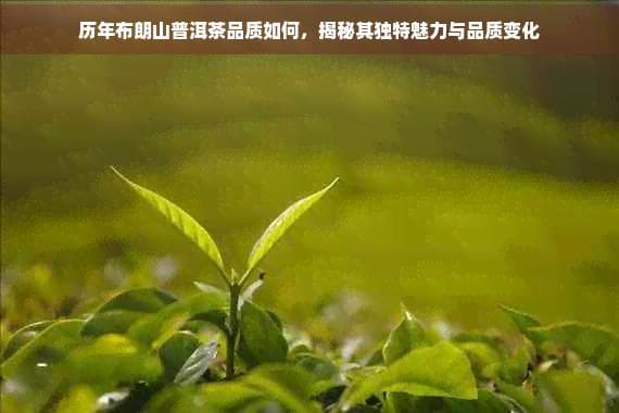 历年布朗山普洱茶品质如何，揭秘其独特魅力与品质变化