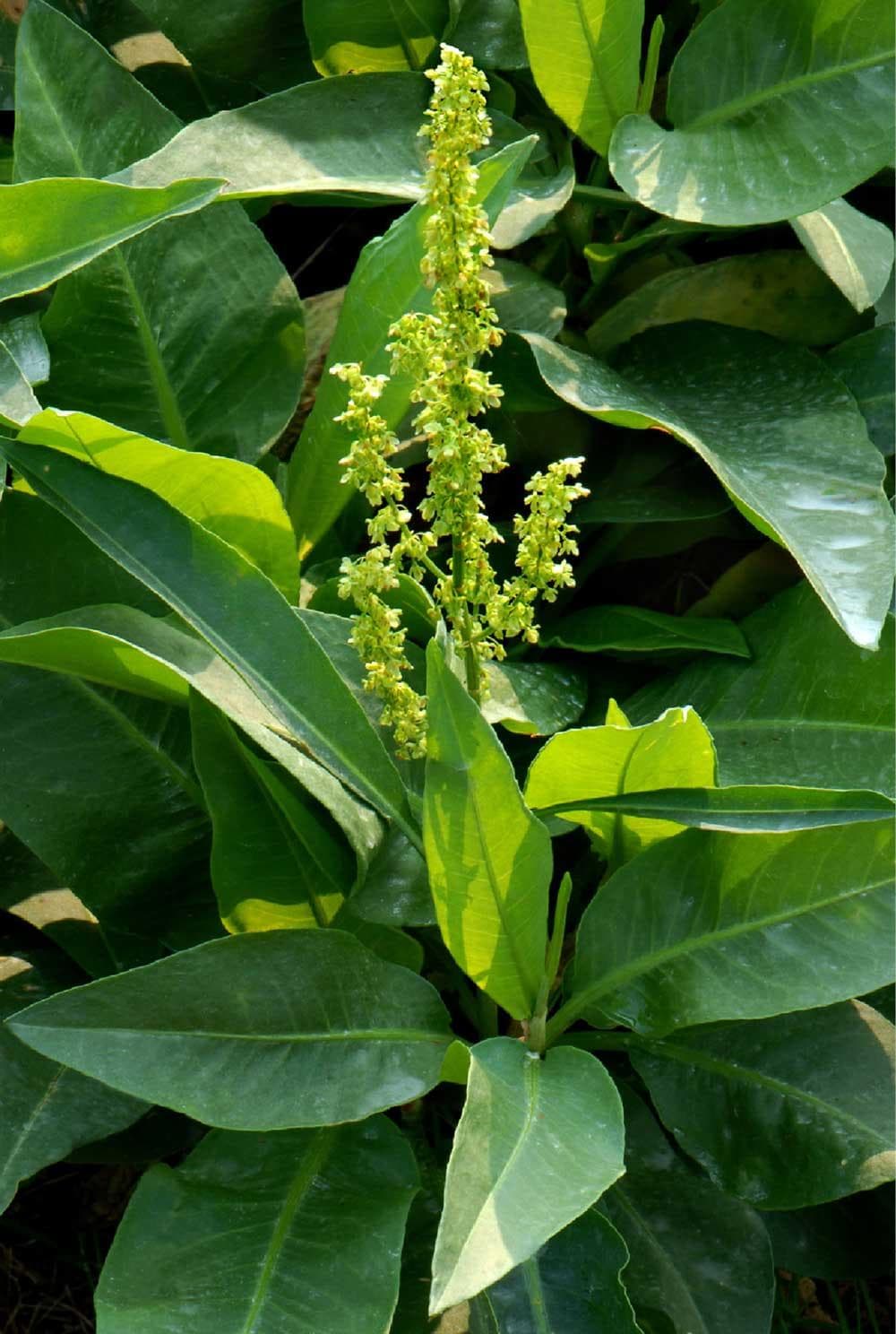土大黄：一种具有重要药用价值的中药材