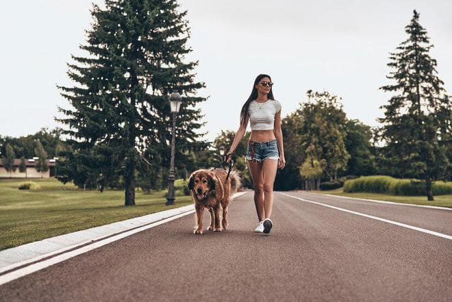 遛狗时间大揭秘：多久才适合你的爱犬？