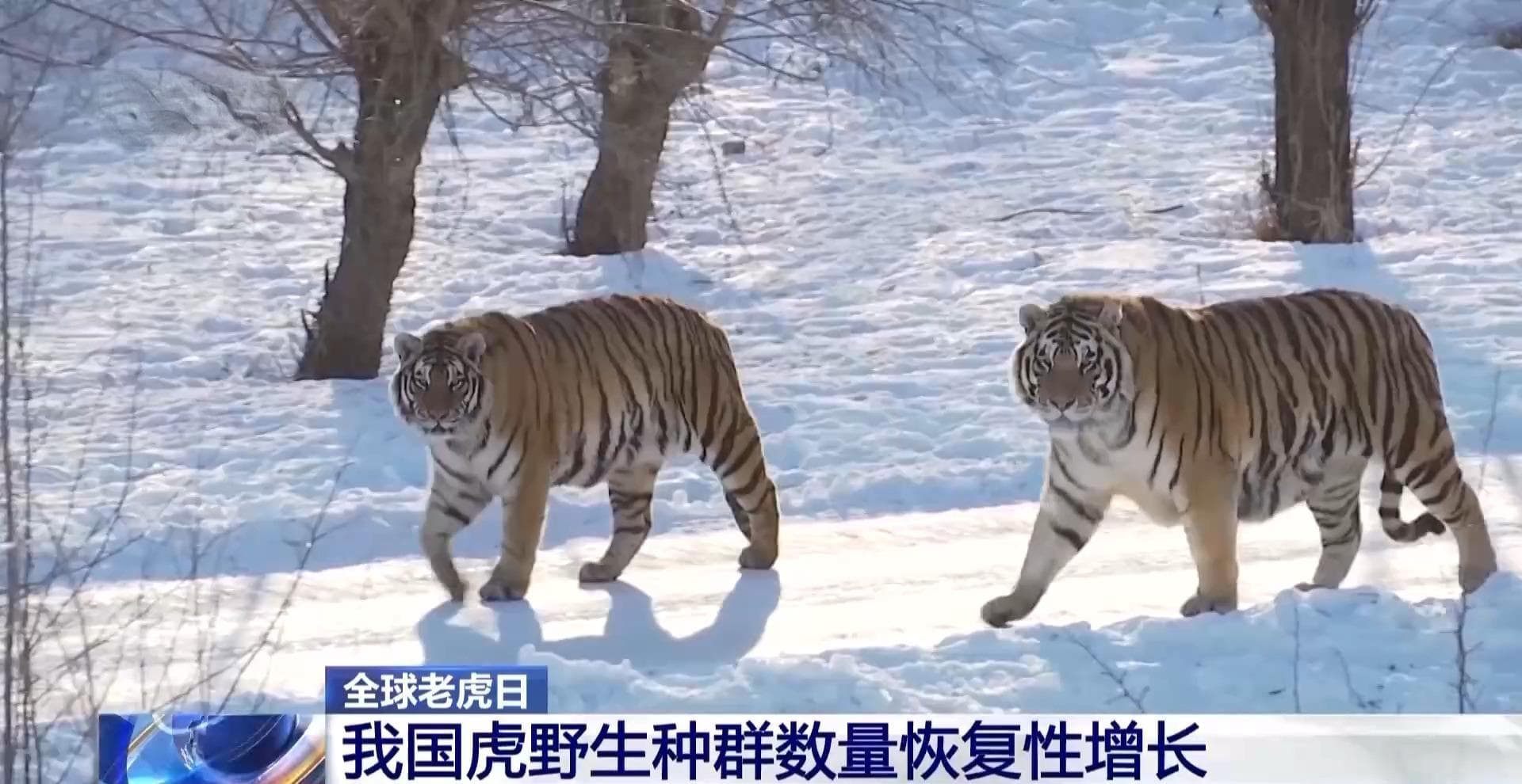 “护”虎生威 中国虎野生种群数量恢复性增长