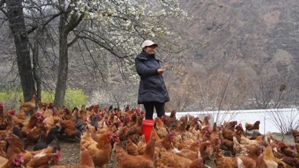 丹巴县：梨花树下抓“鸡”遇 开辟生态致富路