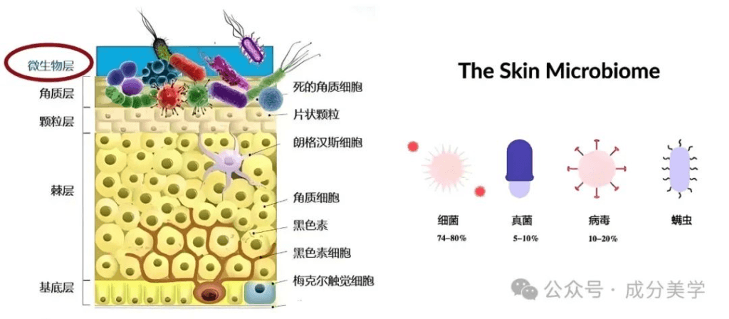 皮肤表皮角质层屏障功能详解