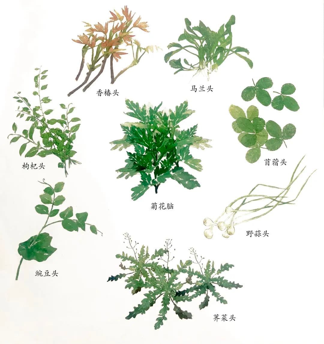 无野菜不春天，清凉山后的韭黄也曾是“顶流”