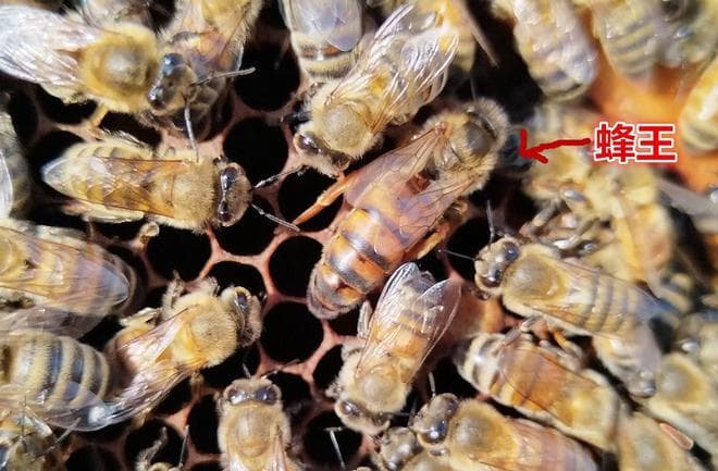 揭秘蜜蜂王国：蜂王、工蜂与雄蜂的完美分工