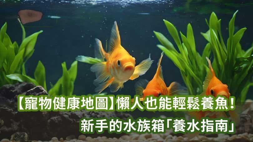 【宠物健康地图】懒人也能轻松养鱼！新手的水族箱「养水指南」