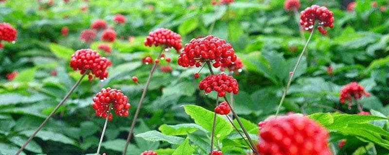 西洋参种植条件和方法！种西洋参需要什么土质？怎样种西洋参？
