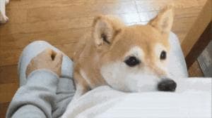 小狗的心思你别猜？18种行为解读帮你一眼看懂它的小心思