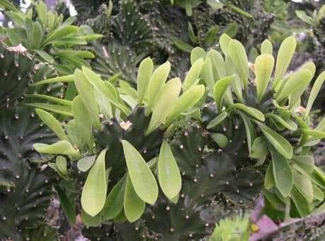 麒麟掌养殖方法