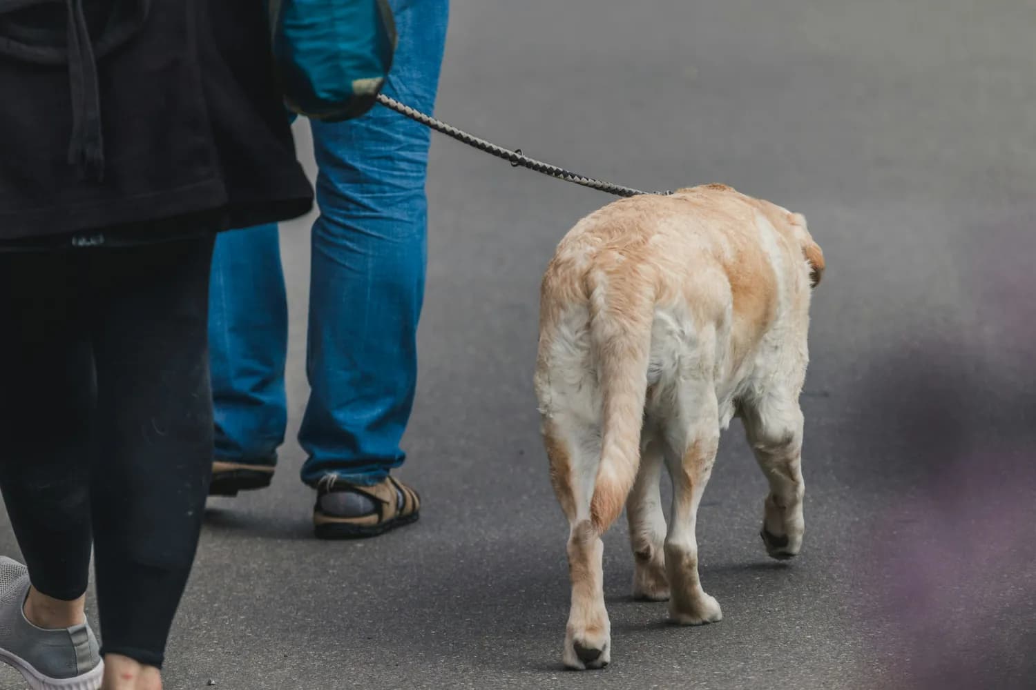 金毛犬后腿无力的真相：成因、治疗与护理指南