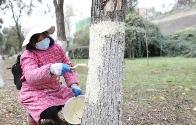 为什么冬天我们经常能看到树干被刷上白色的石灰浆？