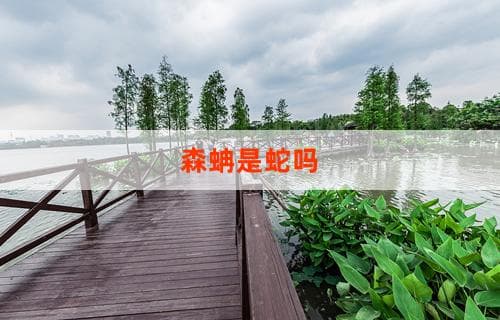 森蚺是蛇吗？揭秘森蚺的神秘面纱