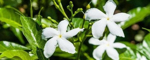 风车茉莉怎么养才能更旺盛（风车茉莉花的养殖方法介绍）