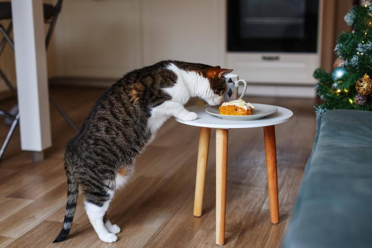 猫咪为什么总爱把东西推下桌？揭秘猫咪推物背后的六大原因