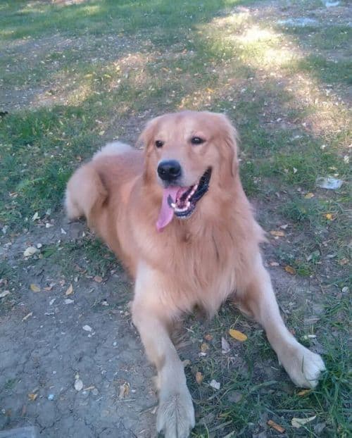 金毛寿命：中型犬，比小型犬短，珍惜每一刻！
