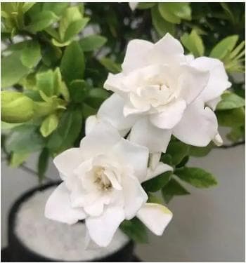 栀子花花期多长时间？一年可以开几次？