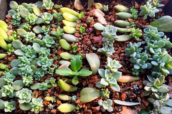 多肉植物叶插繁殖全攻略：最佳季节与详细步骤